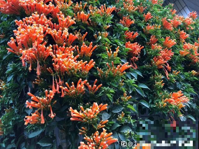 阳春三月，出门踏青，原来有这么多漂亮花！