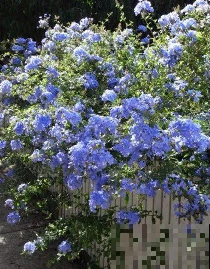 7种花要慎养，房前屋后都爬满，邻居有意见！