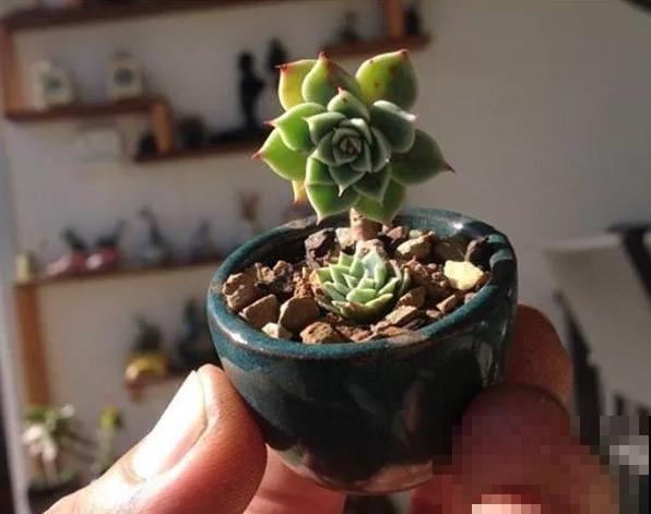 一个茶碗就能养的花，开花精致富贵，摆在窗台上档次！