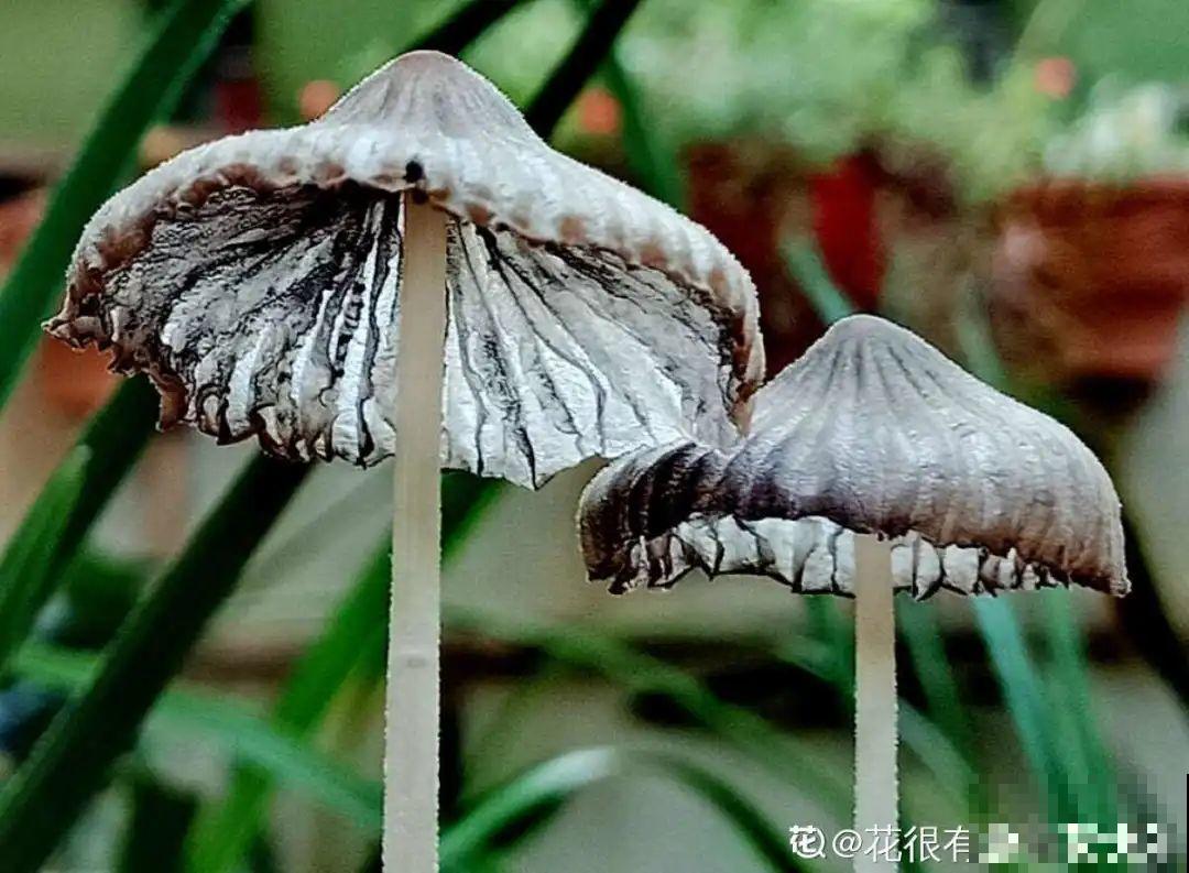 20种有毒花，看见绕道走，千万别去碰！