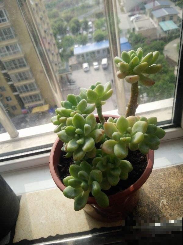 多肉不仅模样美，而且还能比花香，这俩品种阳台必备！