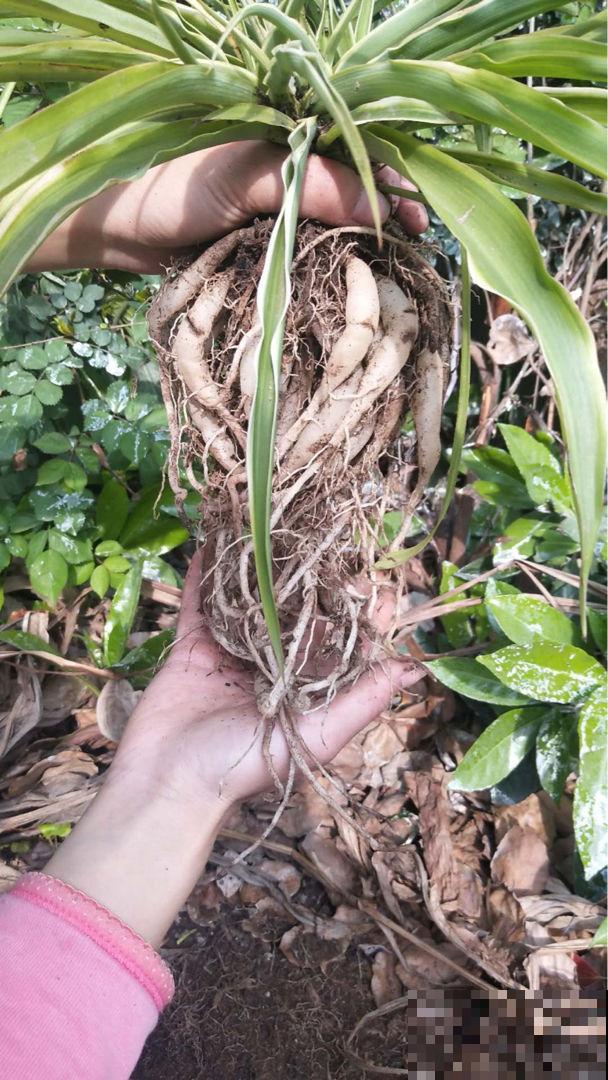 换完盆没几天，植物怎么突发黄叶枯叶？原来是没注意这2点！
