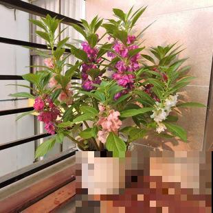 茶花和凤仙杂交，开出的花你见过吗？太美了！