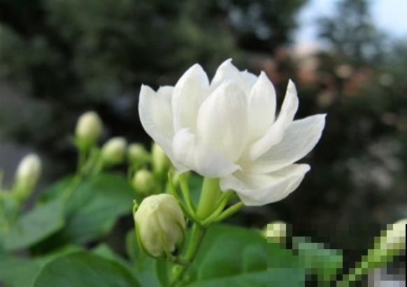 能“吸臭”的4种香香花，摆家里满室飘香，异味去无踪！