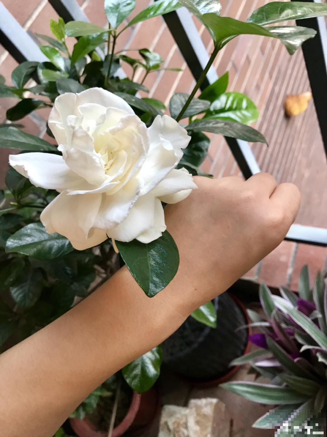 这10种花，天越热越扦插，3天冒出大白根！