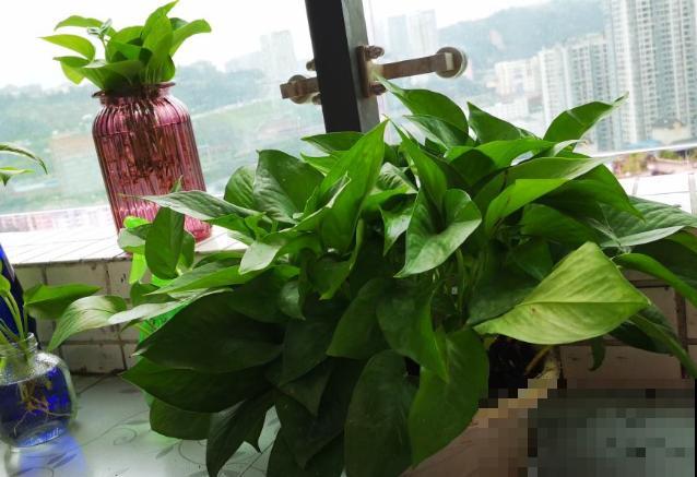 只养一盆它，就能把家里变成绿植森林，空气清新没异味！
