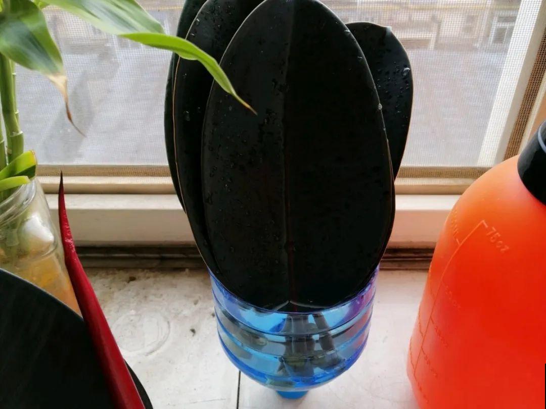 橡皮树春天要打顶，独杆变成大伞盖，叶子挤满盆！