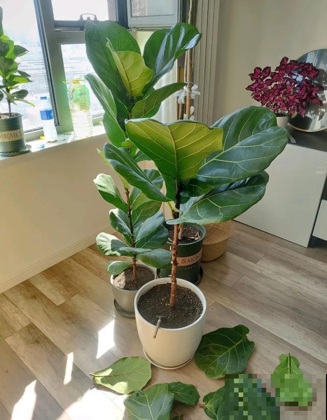 3种树，每月砍1刀，呼呼疯狂冒新芽！