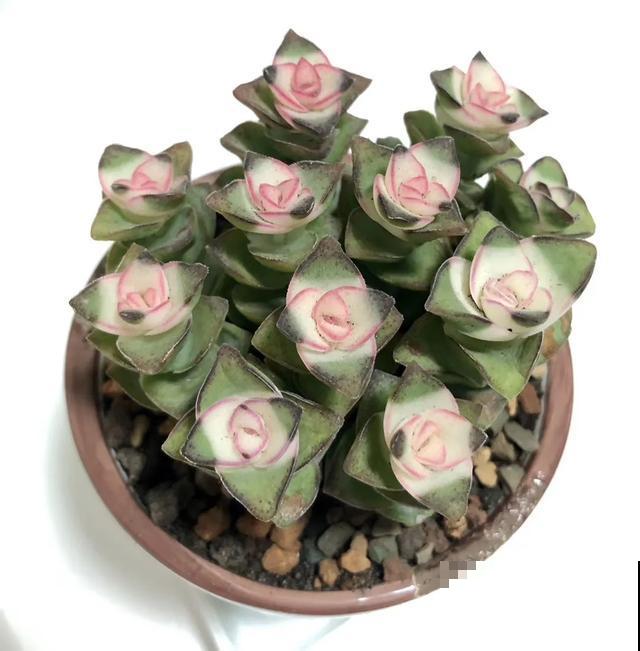 春天买花要注意，6种花千万别买，都是骗人的！