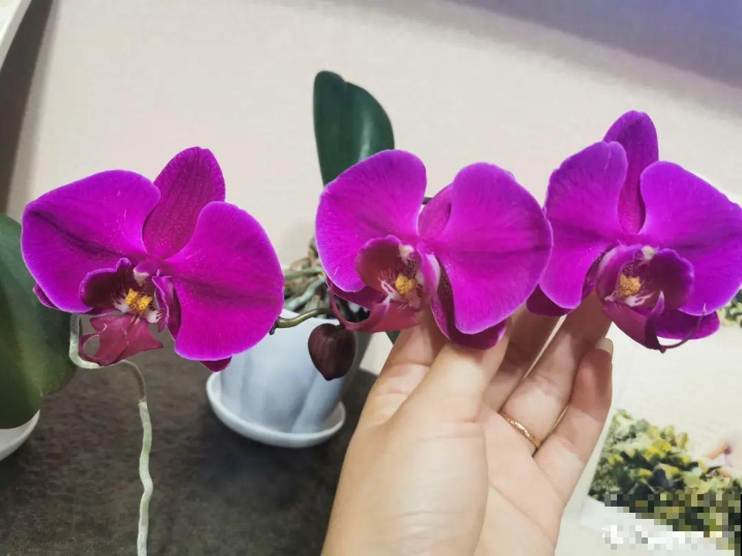 能开2个月的花，长的像假花，谁见都要摸一下！