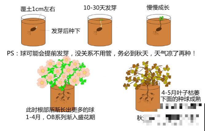 小窗台最适合养这花，开花又密又多，年年繁殖一大堆！