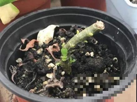 嫌花长得丑，趁现在砍头，2个月脱胎换骨！