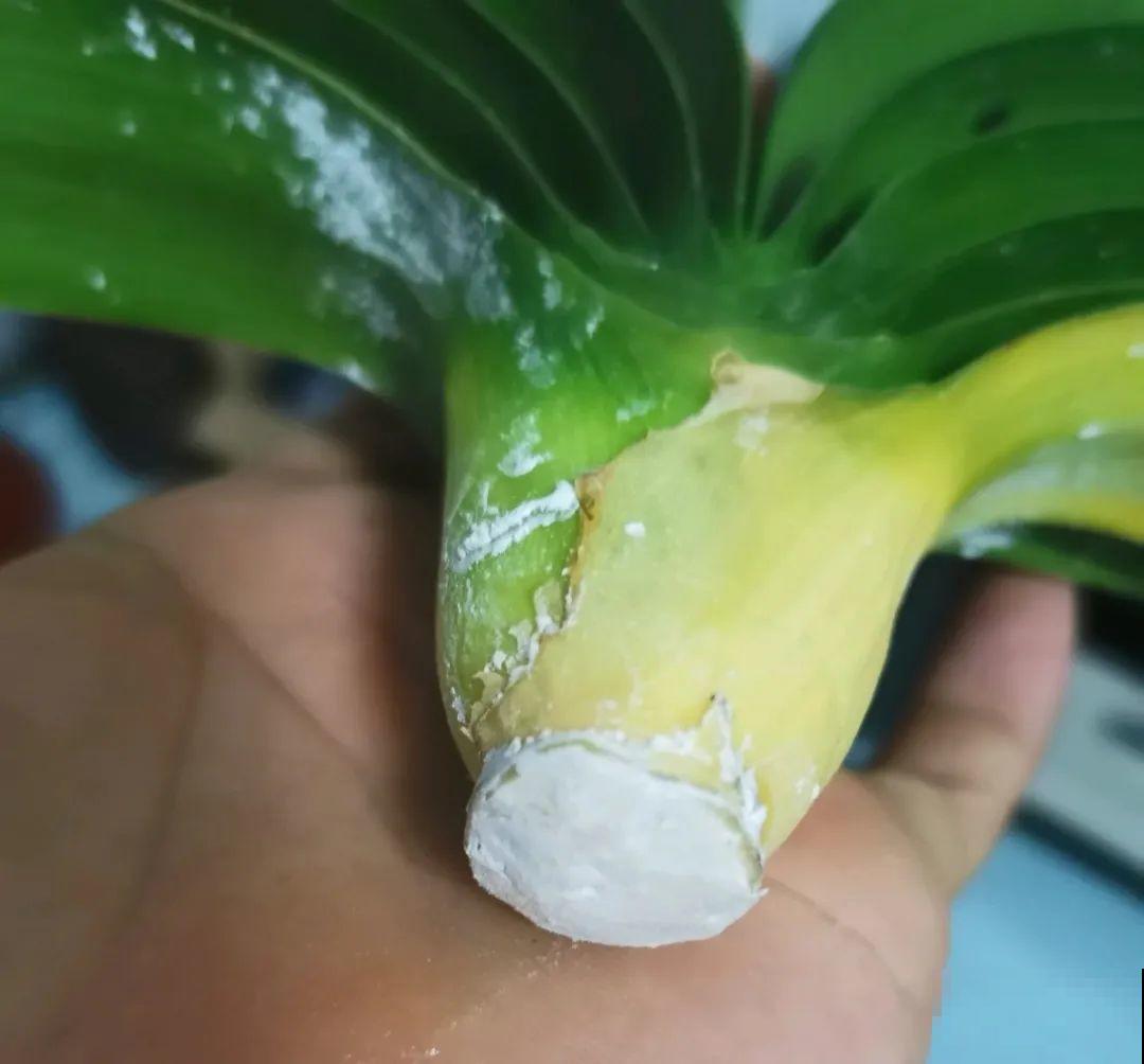 天热了，8种花不能乱浇水，小心浇完就死！