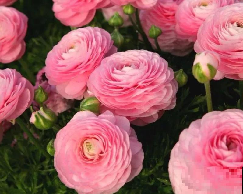 有种“芹菜花”，开花跟牡丹似的，花朵丰满又艳丽！