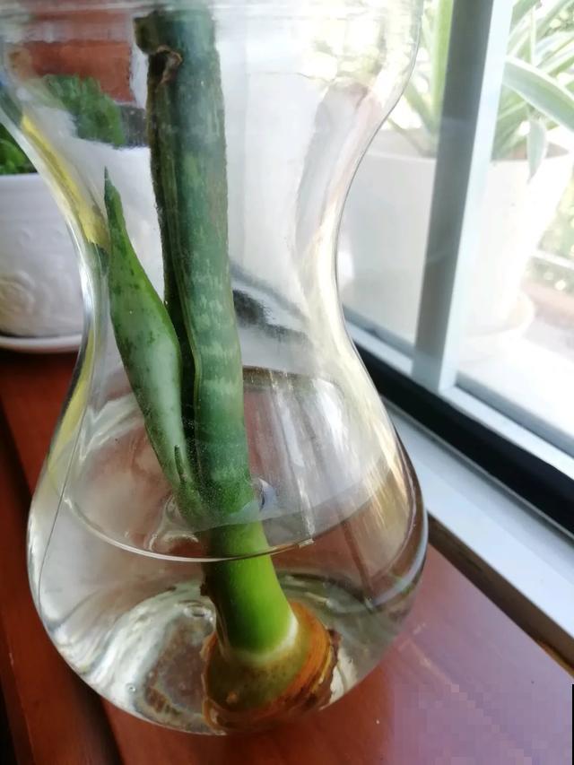 花烂根了别丢，塑料袋里捂一捂，大白根立马蹭蹭冒！