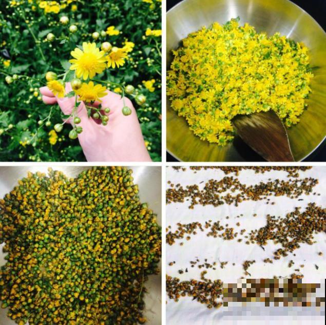 3种自制“养生”茶，最适合夏天喝，清热去火，还能减肥！