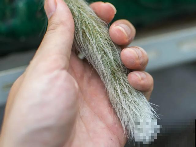 18种小众花，有趣的人都在养，开花绝对惊艳！