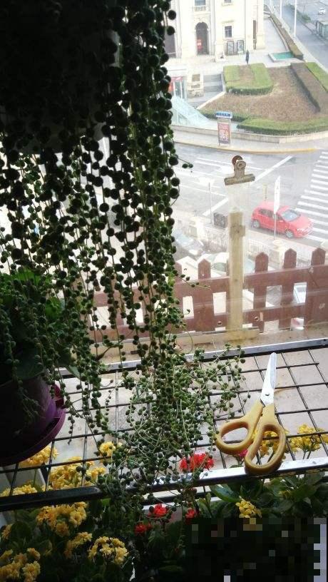 能把佛珠养到这程度的，都是大师级养花人，快来看看有你吗？