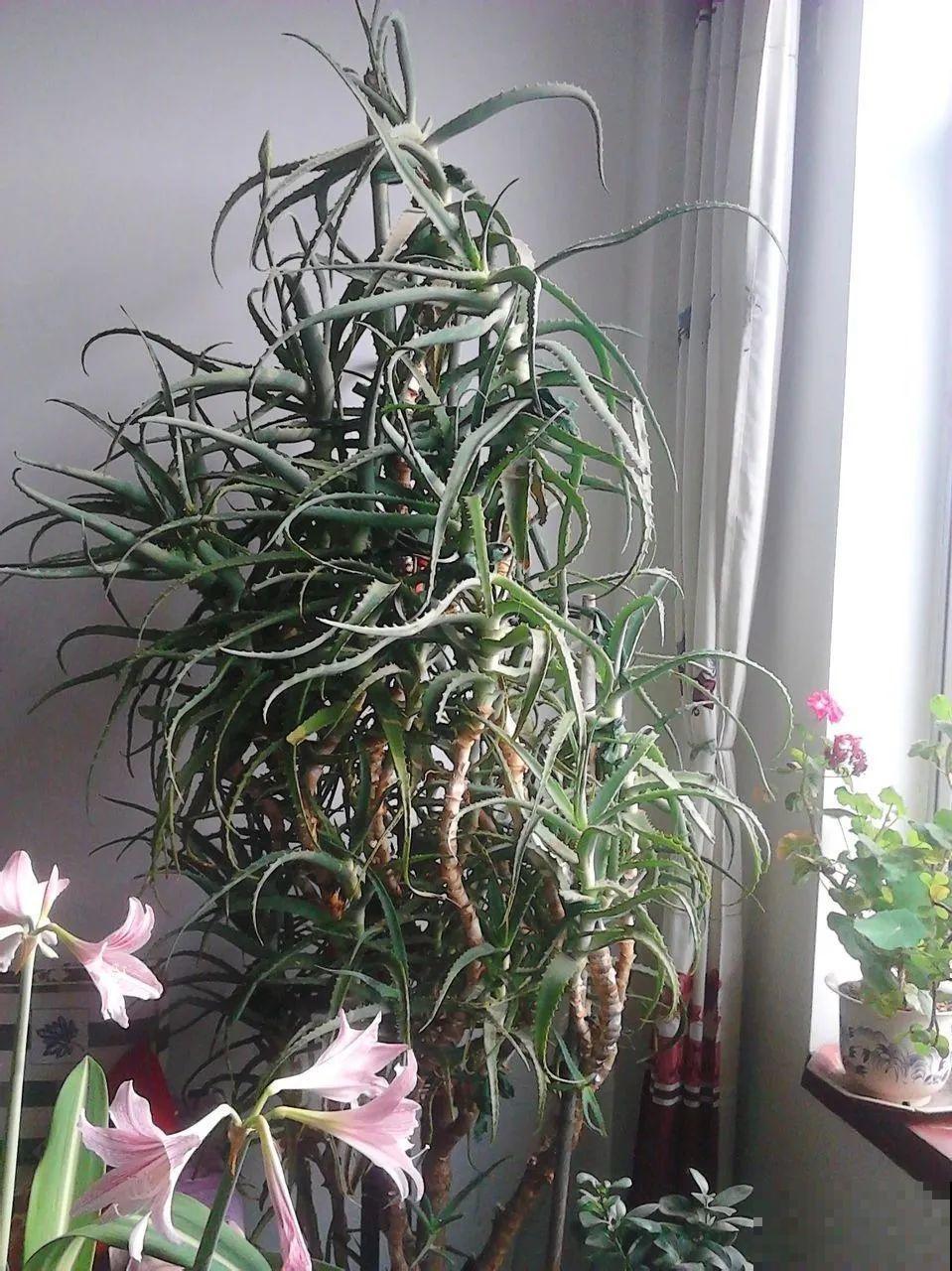 30年的芦荟，20年的龟背竹，硬生生把花养成了树！