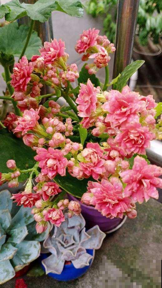 4种花不能长高，否则变得特丑，再也不开花