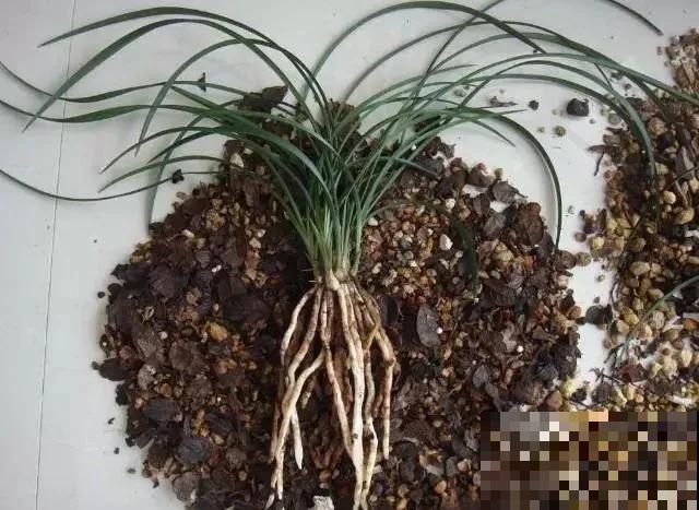 6种兰花，一开花香飘满屋，越养越值钱！