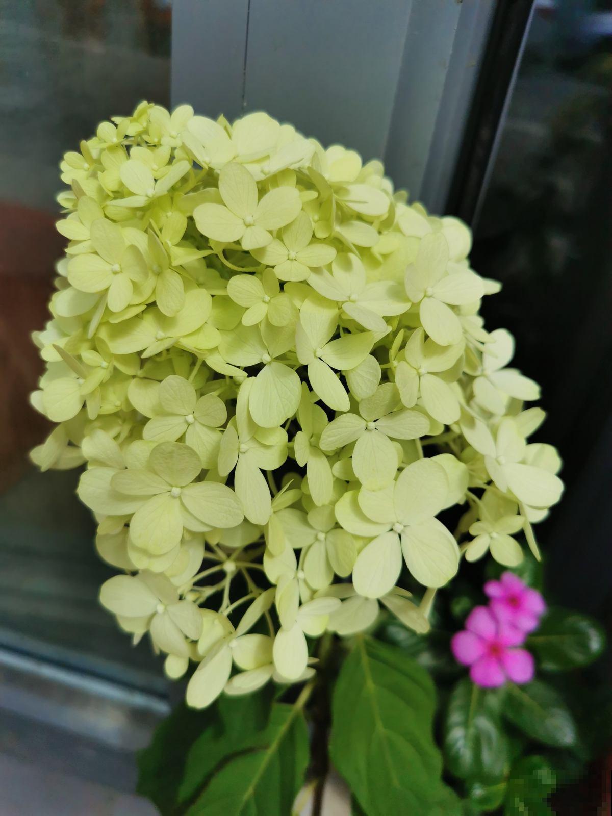 木绣球能长3米高，花比脸还大，就是很少有人养