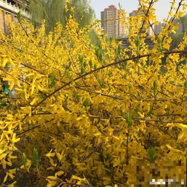 阳春三月，出门踏青，原来有这么多漂亮花！