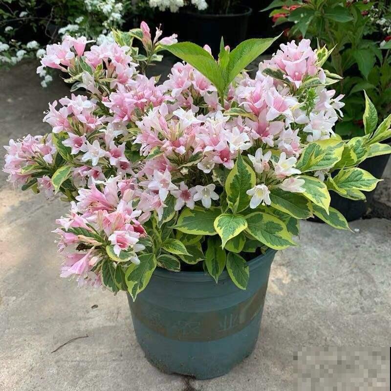 锦带花正迎来最旺期，繁花似锦好圆满，看着就满满幸福！