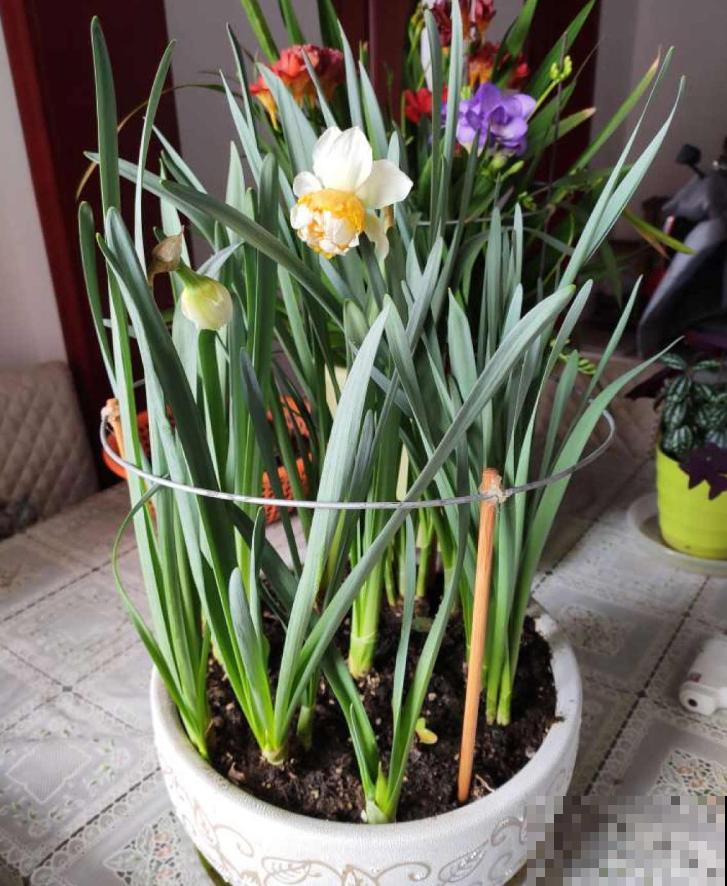 花盆里插根筷子，解决养花大难题，花越长越精神！