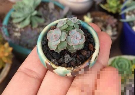 一个茶碗就能养的花，开花精致富贵，摆在窗台上档次！
