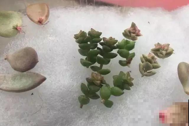 花烂根了别丢，塑料袋里捂一捂，大白根立马蹭蹭冒！