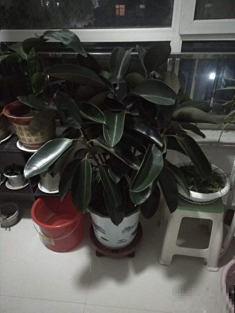橡皮树养了十年没长个？都怪你太溺爱它，虐待一番立马疯长！