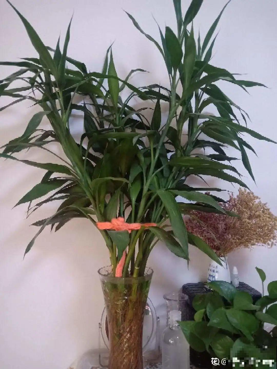 1粒小药片，碾碎丢水里，花像吃了兴奋剂疯长！