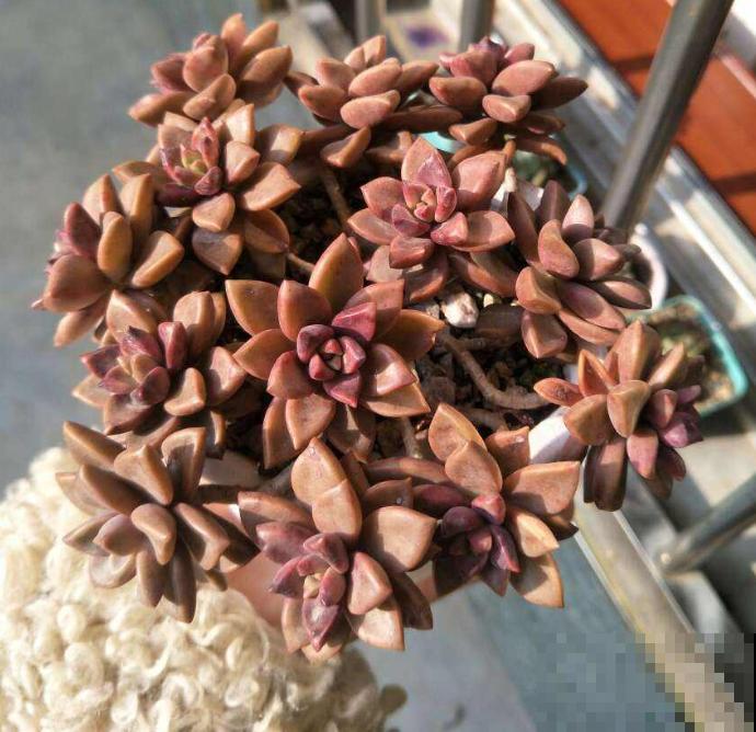 最容易度夏的10种多肉，全是大普货，皮实好养长得快！
