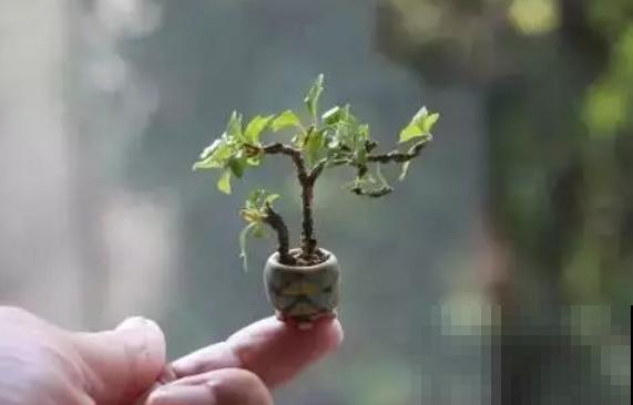 一个茶碗就能养的花，开花精致富贵，摆在窗台上档次！