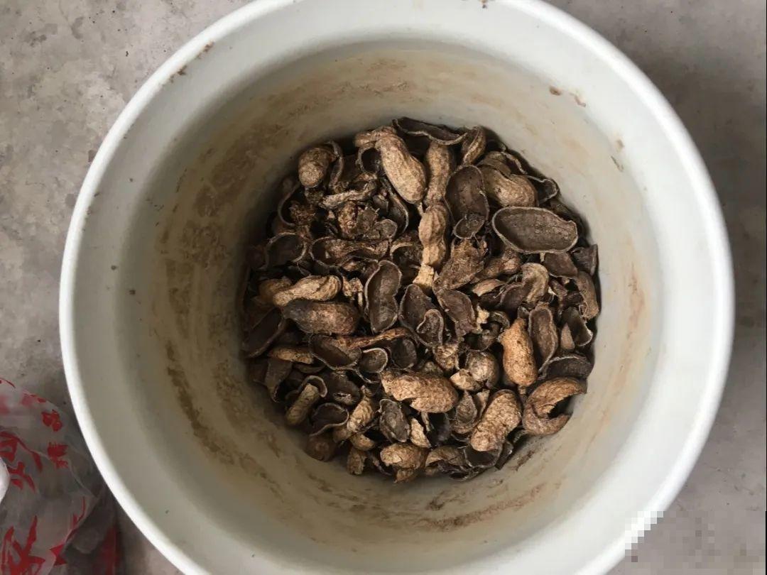 注意，绣球出现这种情况不能换盆，小心换完就死！