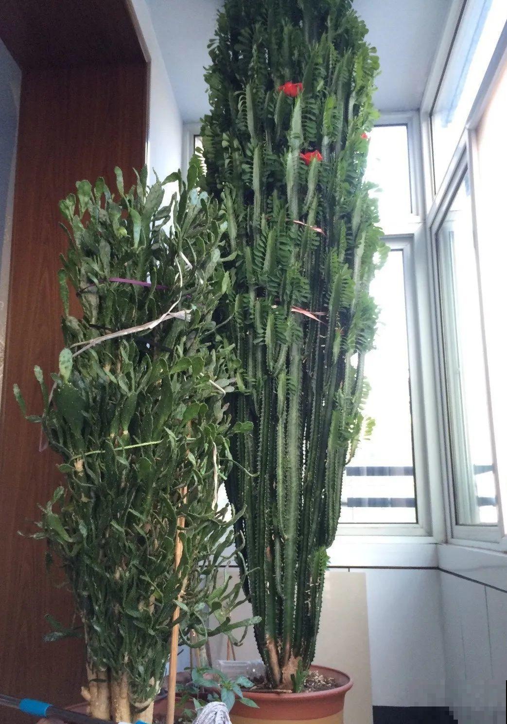 30年的芦荟，20年的龟背竹，硬生生把花养成了树！