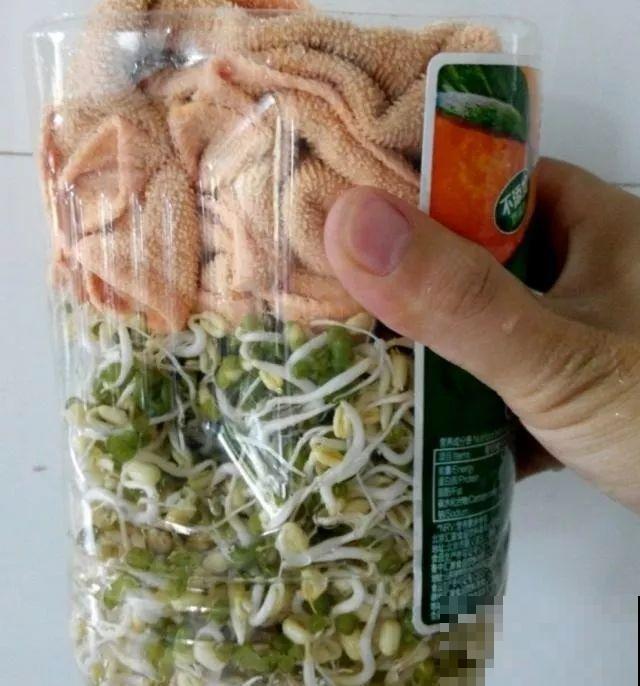 1个塑料瓶，居然有8种养花方法，省钱又好用！