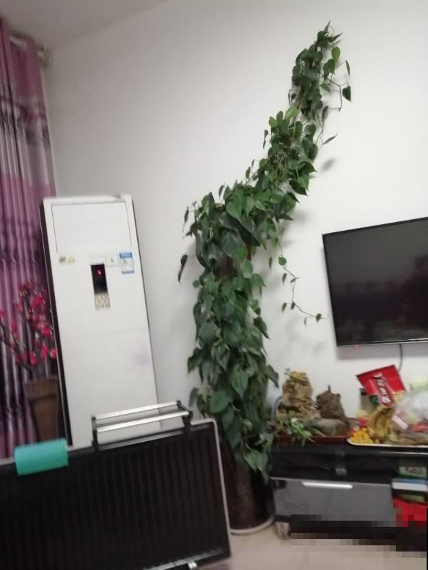 她家绿萝旺到爬满墙，其中秘密却很简单，你也能做到！