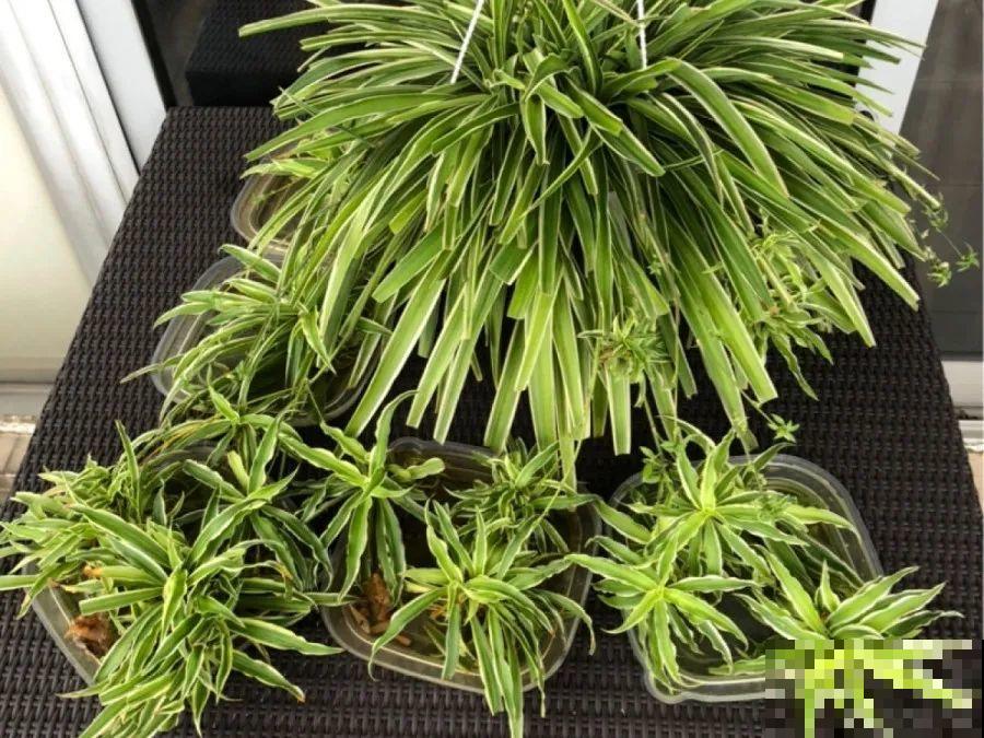 10种花，春天不能晒，躲屋里最安全！