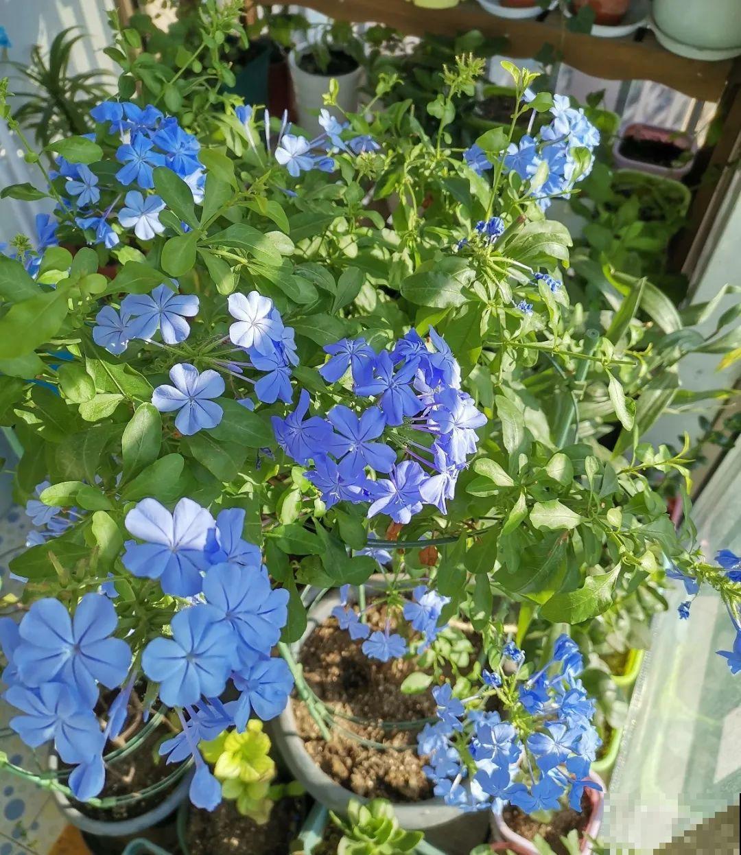 7种花要慎养，房前屋后都爬满，邻居有意见！