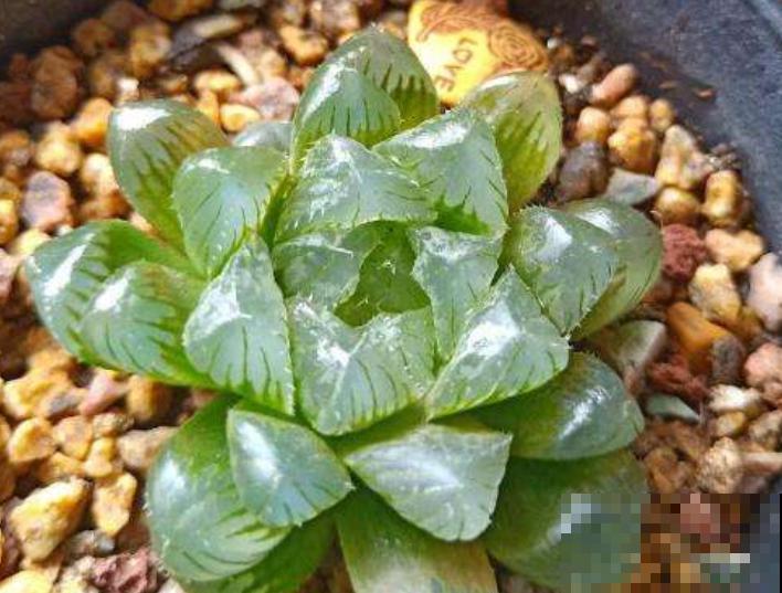 家里这4种花，夏天不要多浇水，一浇就烂根！