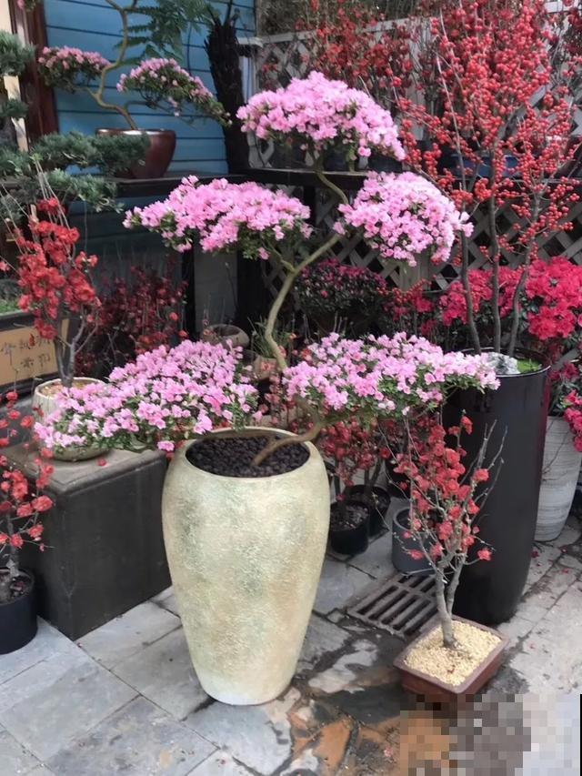 8种超难养的花，买一盆死一盆，真伤心！