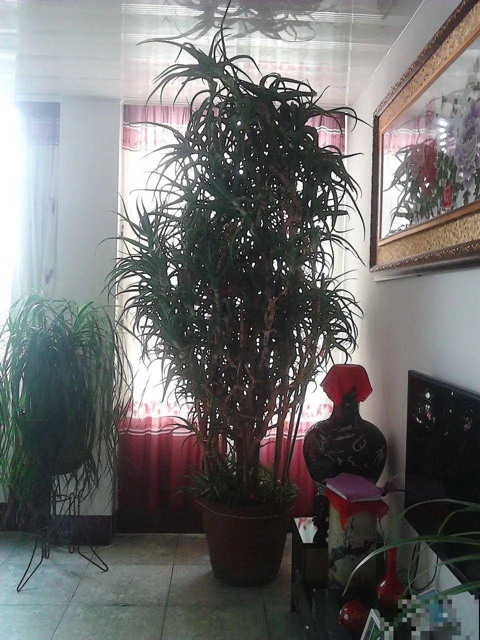 30年的芦荟，20年的龟背竹，硬生生把花养成了树！