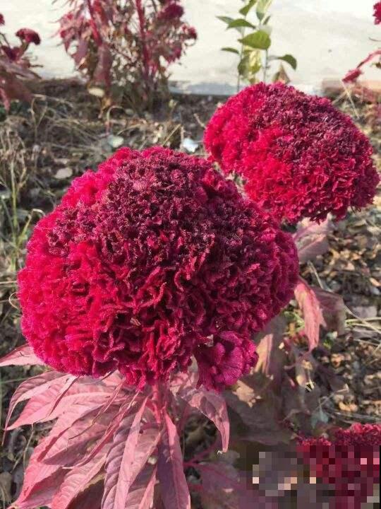童年最爱玩的鸡冠花，家里种棵还有大作用，现在很少见了！