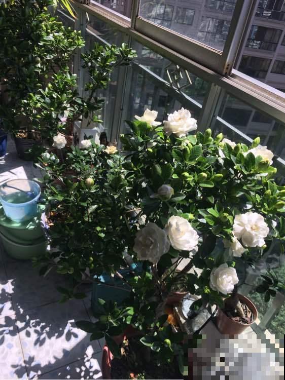 3种植物是老酒鬼，一喝啤酒就疯长，根本不用施肥！