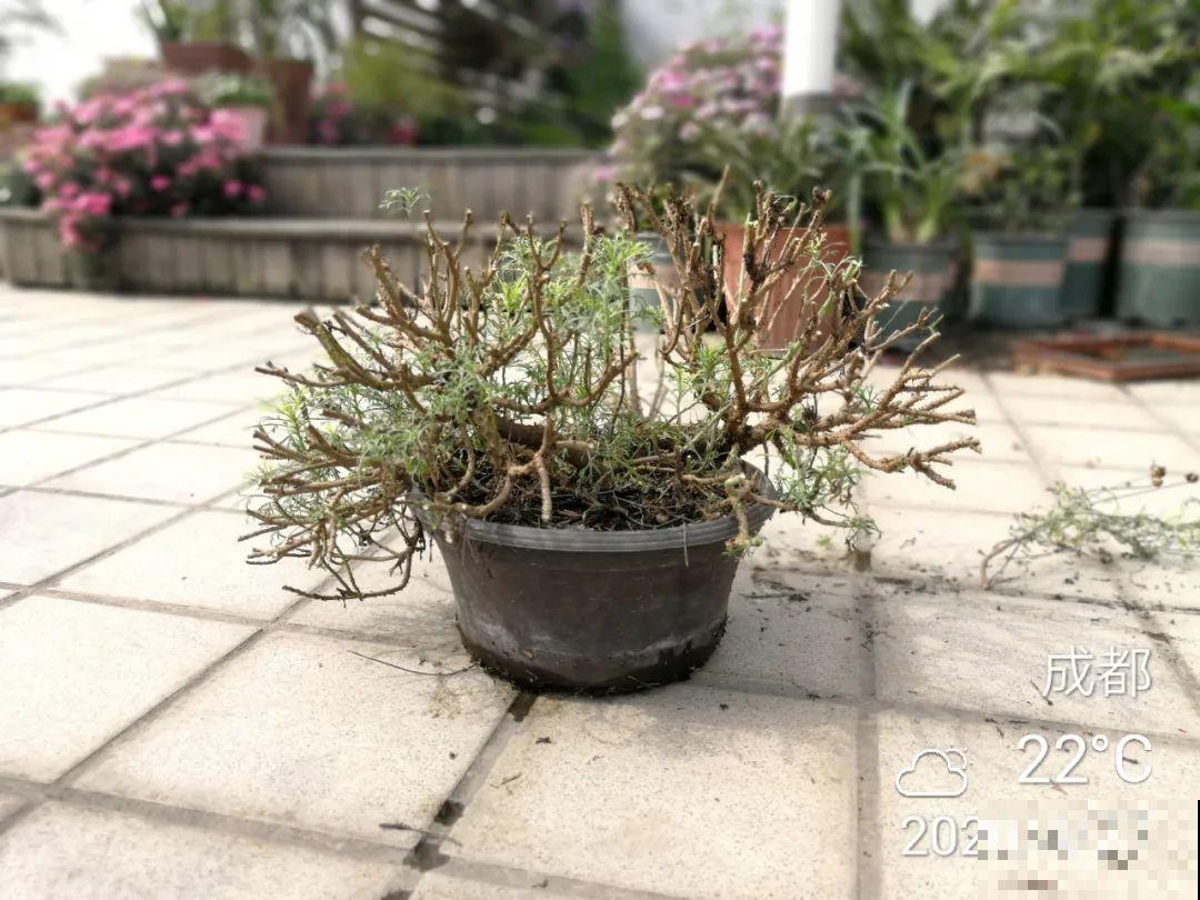 3种花，开败后狠心剪个秃头，下次开花会更猛！