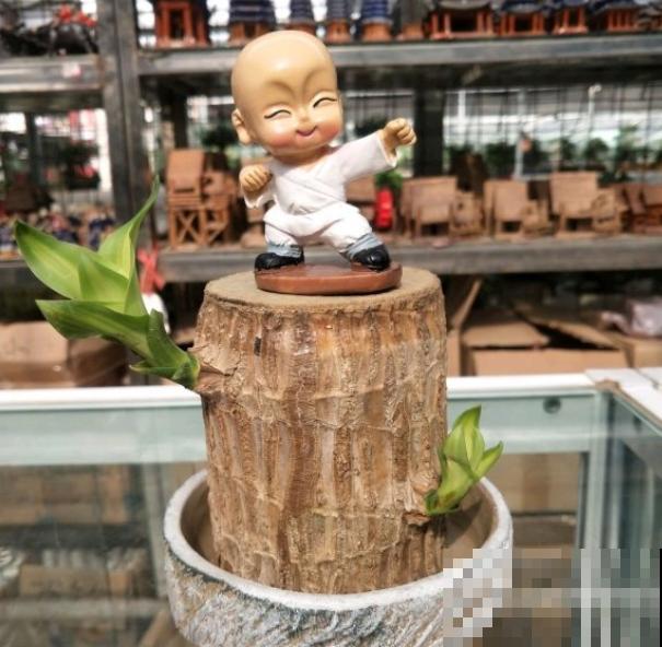 网红植物幸运木，半截桩子泡水里，生根发芽成小树！