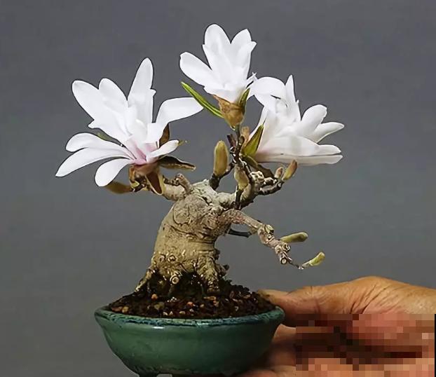 一个茶碗就能养的花，开花精致富贵，摆在窗台上档次！