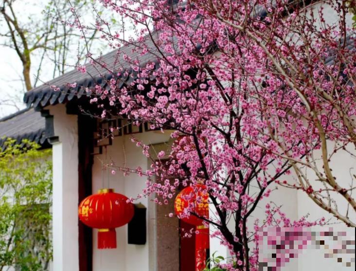她家院子美得像仙境，海棠梅花开满树，满地都落花瓣雨！